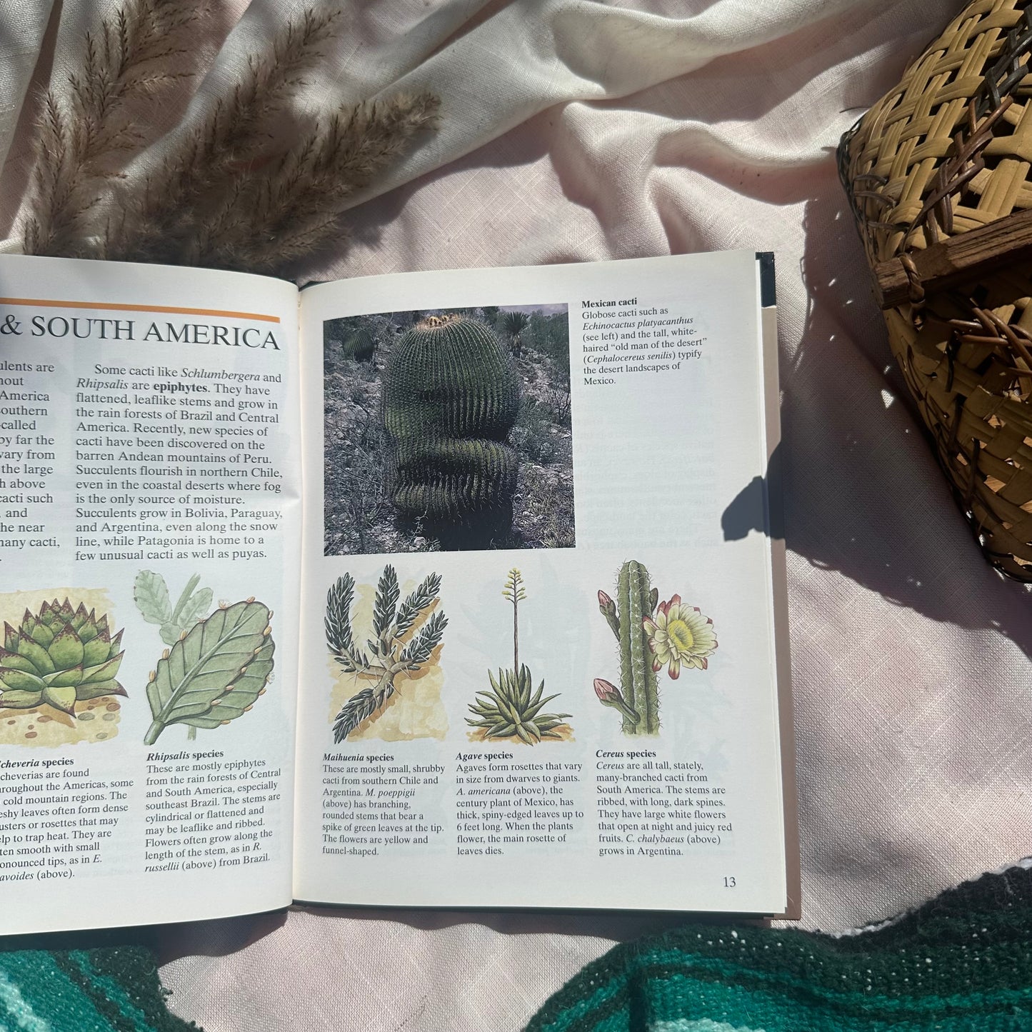 Cacti & Other Succulents: The Green World